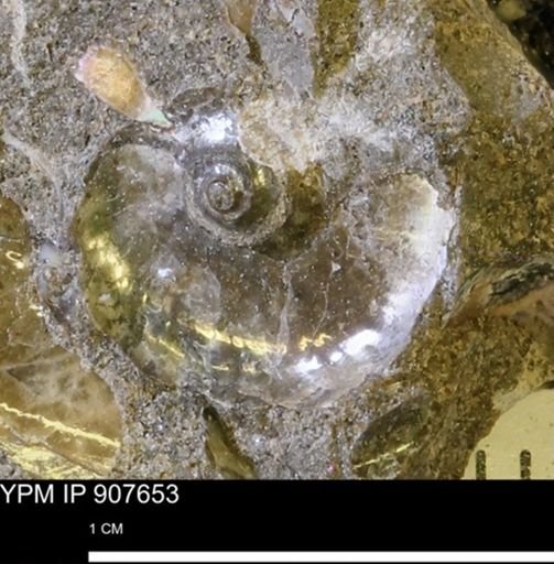 Hoploscaphites sp.