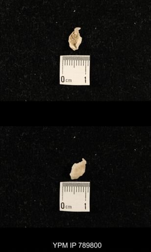 undet. Brachiopoda