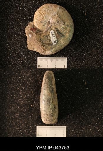 Hoploscaphites nicolletii