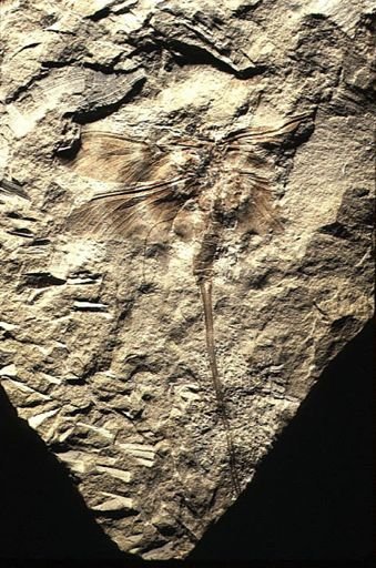 Dunbaria fasciipennis