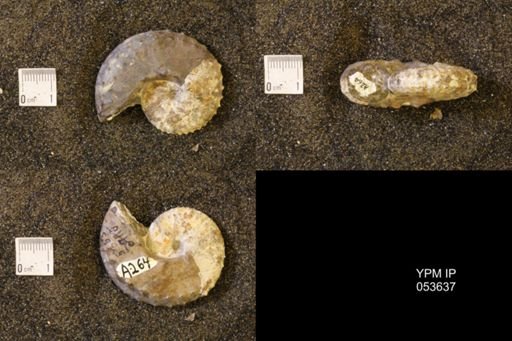 Discoscaphites gulosus