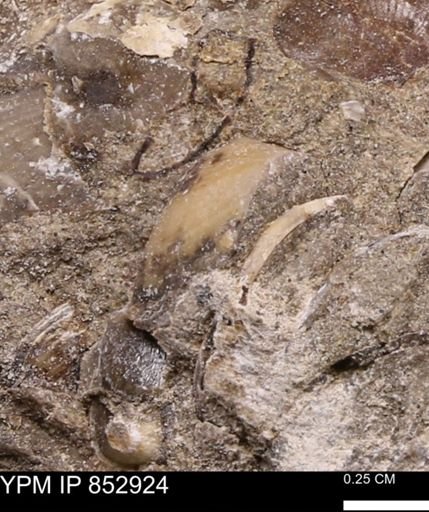 Limopsis striatopunctatus