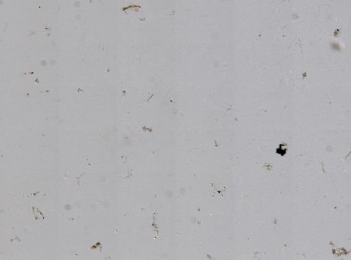 Callyspongia plicifera