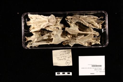 Gadidae