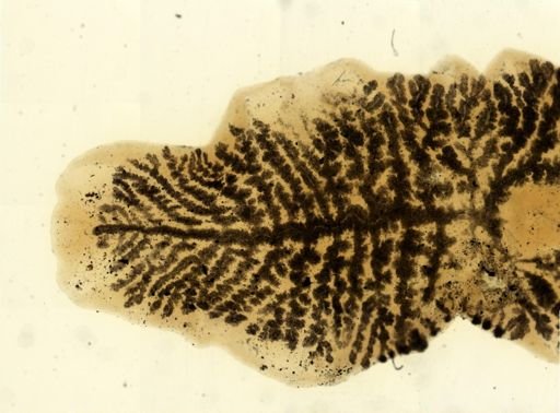 Procotyla fluviatilis