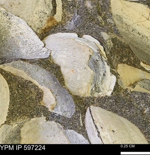 Limopsis striatopunctatus