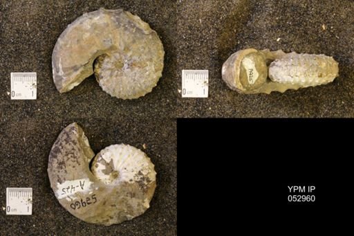 Discoscaphites gulosus