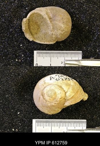 Vanikoropsis sp.