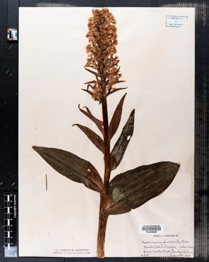 Habenaria fimbriata