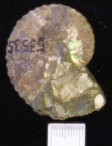 undet. Scaphitidae