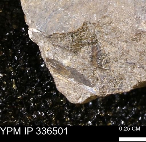 undet. Mollusca