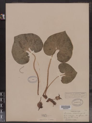 Asarum canadense