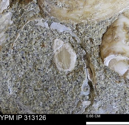 Corbicula