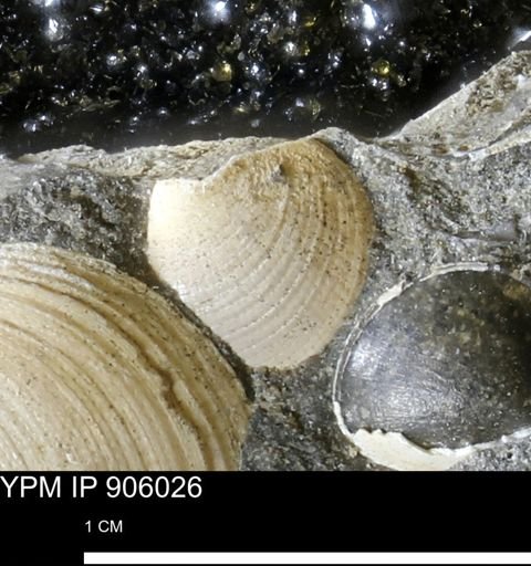Limopsis striatopunctatus