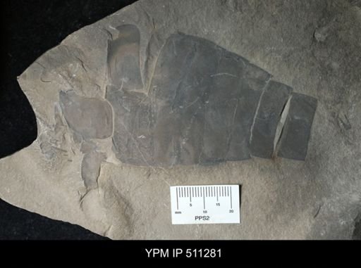 undet. Eurypterida