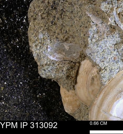 Corbicula