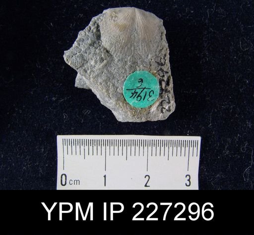 Dalmanella elegantula