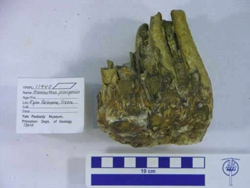 Mammuthus primigenius