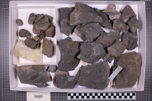 mixed taxa, stratigraphic collection