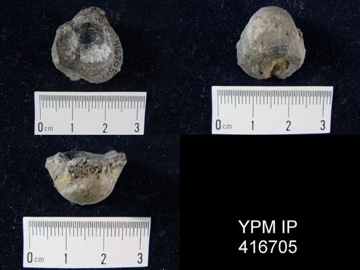 Productus sp.