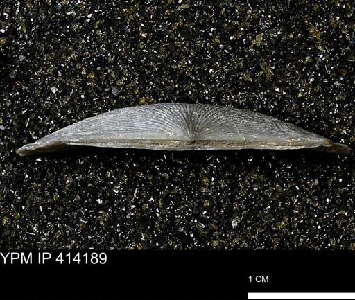Devonochonetes mucronatus?