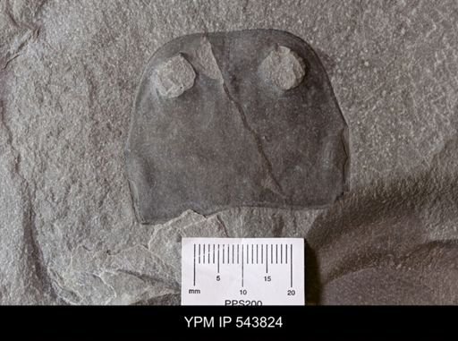 Dolichopterus sp.