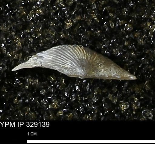 Chonetes scitulus