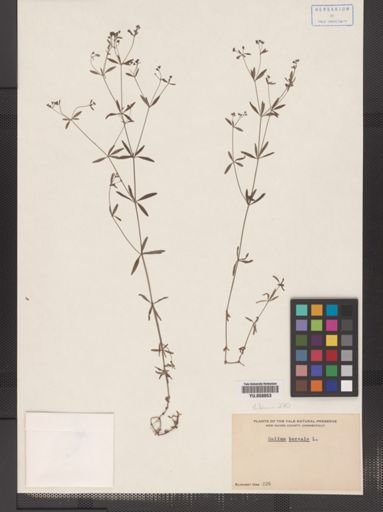 Galium boreale