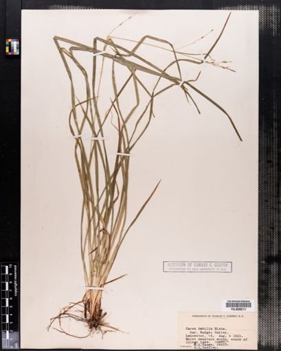 Carex debilis