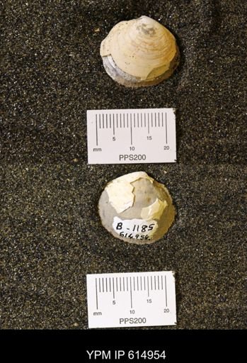 Cucullaea sp.