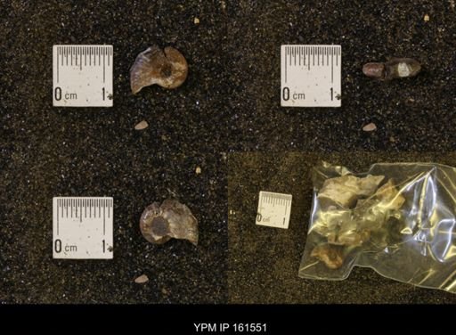 Discoscaphites conradi