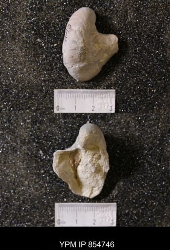 Gryphea washitaensis
