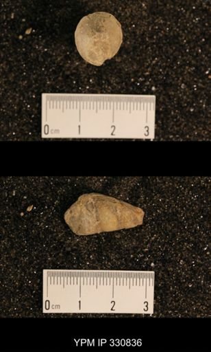 Meekospira peracuta choctawensis