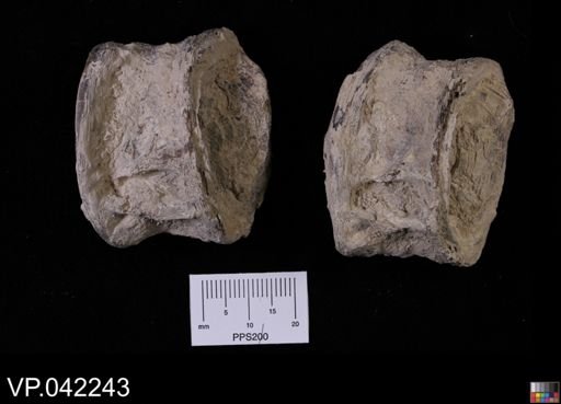 undet. Ichthyodectidae