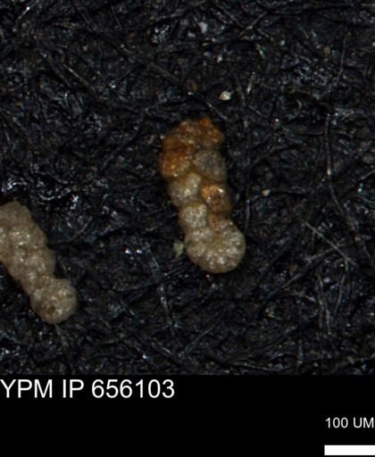 Ammobaculoides whitneyi