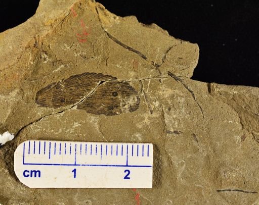 Archaeopteris