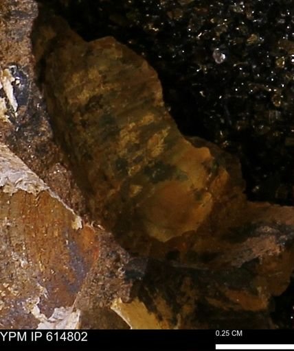 Limopsis striatopunctatus