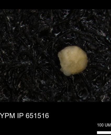 undet. Foraminiferida