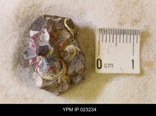 Hoploscaphites nicolletii