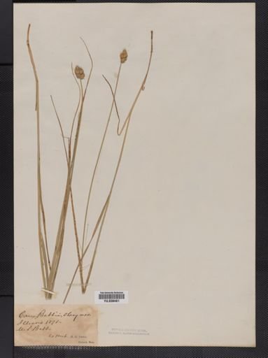 Carex bebbii
