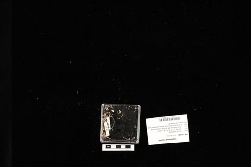 Scaphiopus couchii