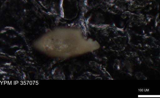 undet. Foraminiferida
