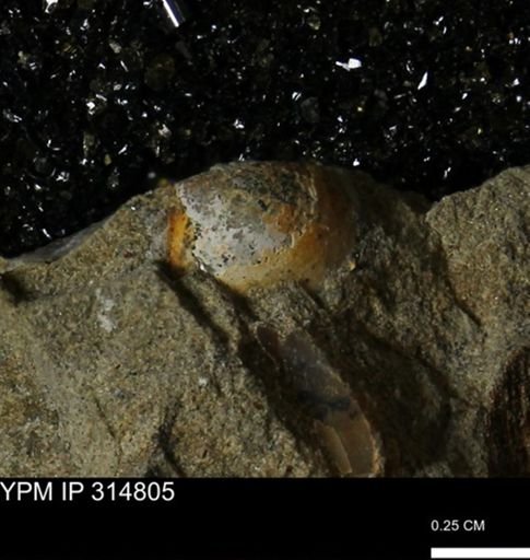 undet. Mollusca