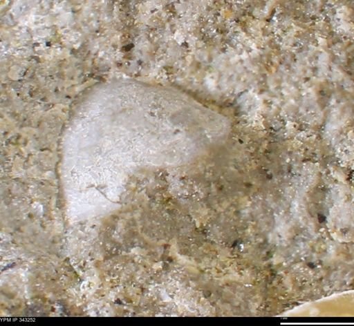 undet. Bivalvia