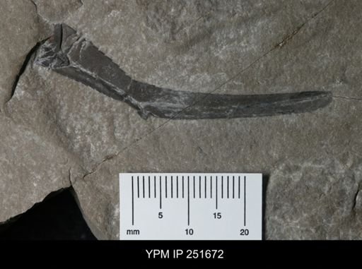 Eurypterus sp.
