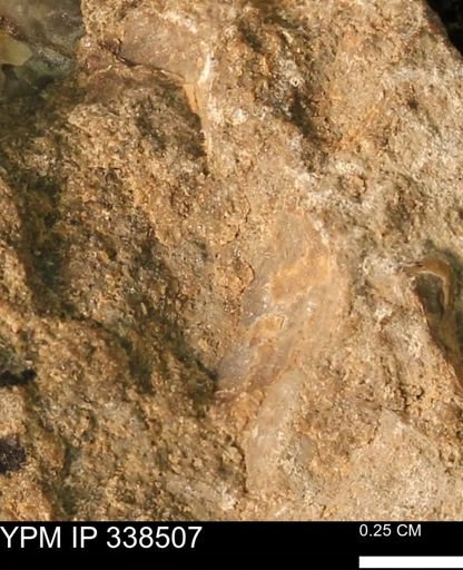 Protocardia subquadrata