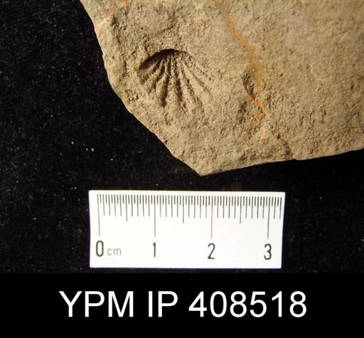 undet. Atrypida