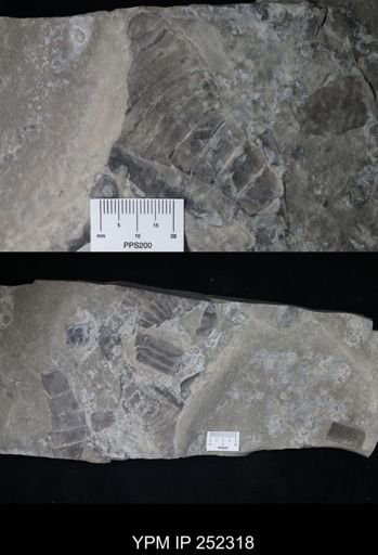undet. Eurypterida