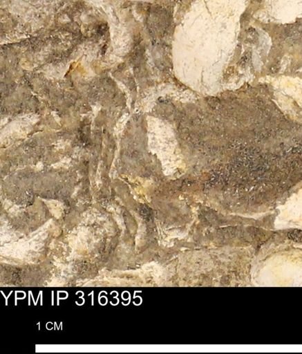 undet. Mollusca