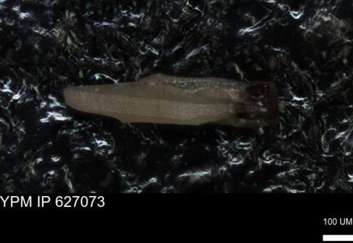 undet. Foraminiferida